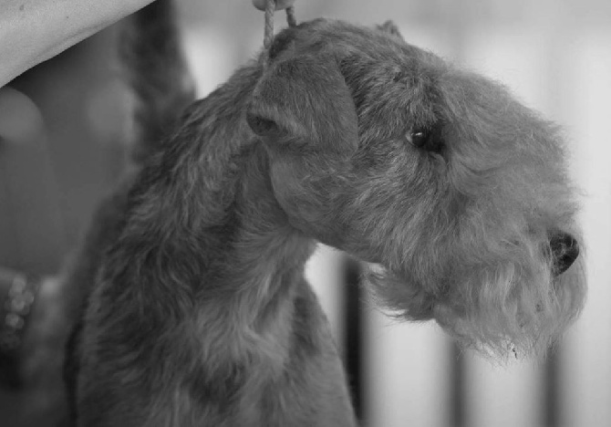 du vallon des diablotins -  Paris dog show   2017