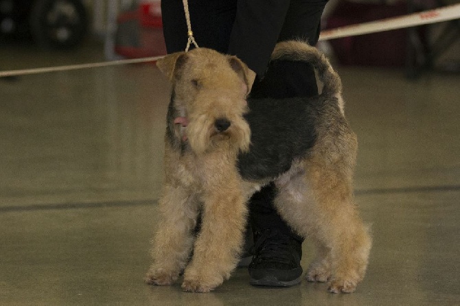 du vallon des diablotins - PARIS DOG SHOW