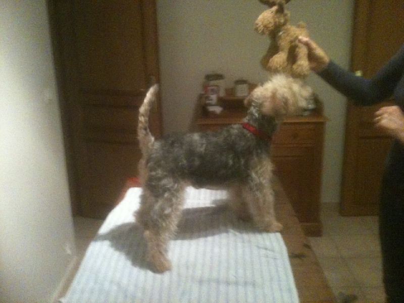 Lottie du vallon des diablotins